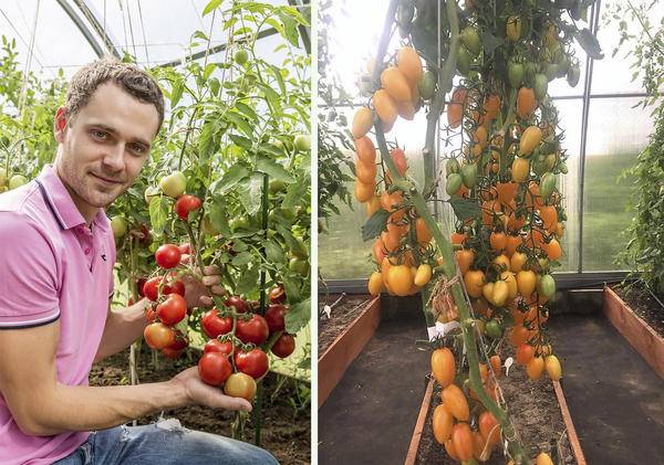 Томаты в теплице: как правильно формировать куст помидора