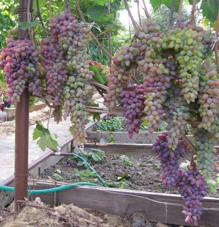 Как повысить урожайность винограда с куста, сотки, 1 га