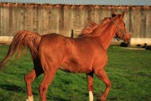 Скорость лошади какую скорость может развить лошадь