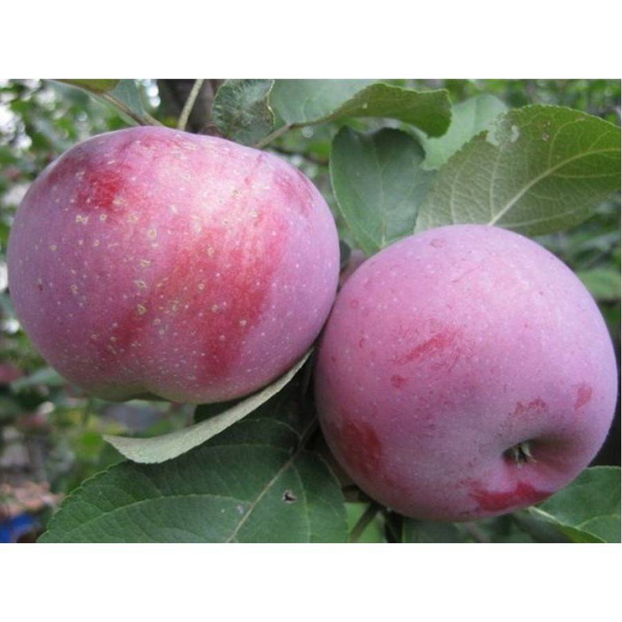 Описание и выращивание яблони лобо