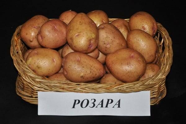 Описание и характеристика картофеля розара с фото, отзывы