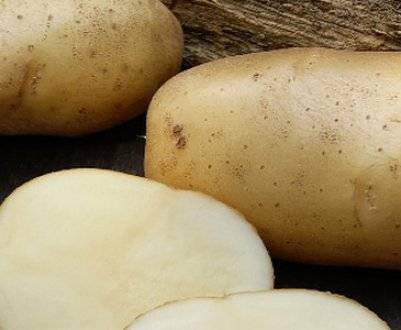 Голландец пикассо: секреты выращивания и хранения картофеля