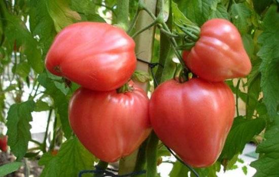 Правила ухода и выращивание томата сорта кардинал