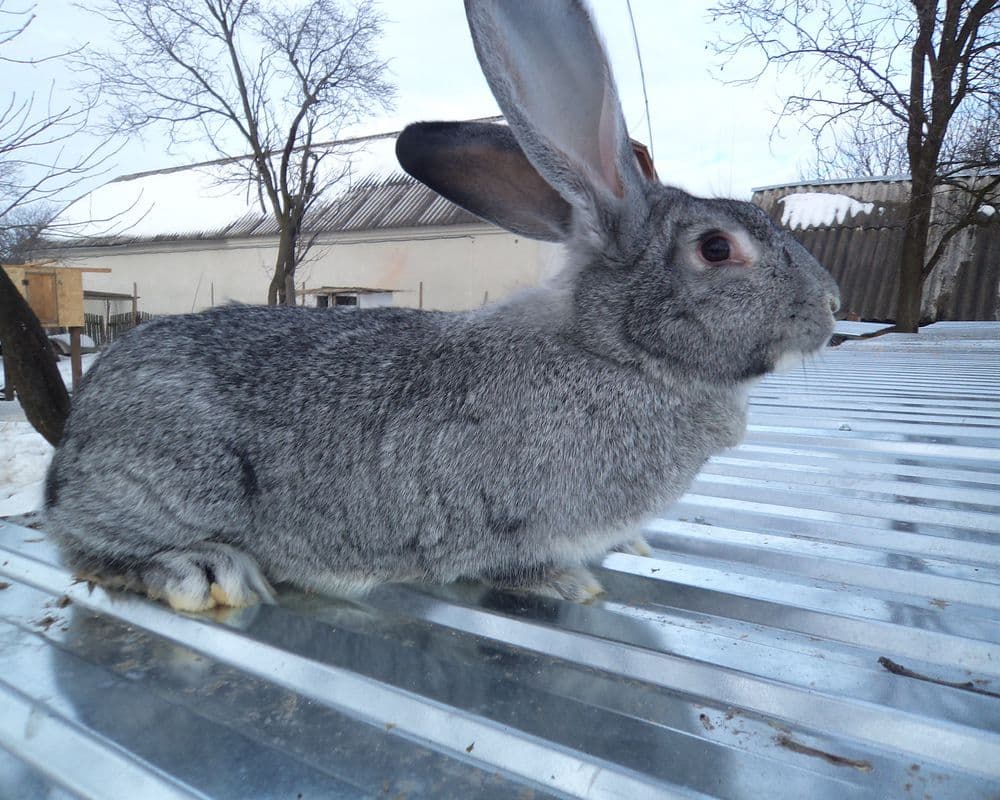 Разведение кроликов породы фландр и их основные характеристики