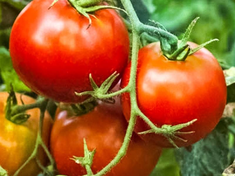 Характеристика и описание сорта томата Цунами, его урожайность