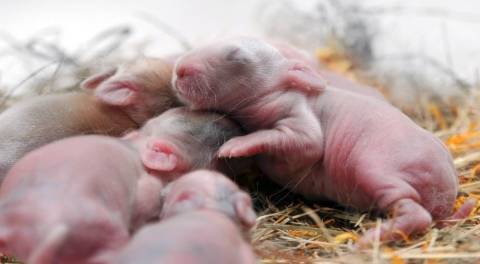 Как выглядят новорожденные кролики и как за ними ухаживать?
