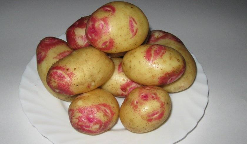 Отличительные качества сортового картофеля розара
