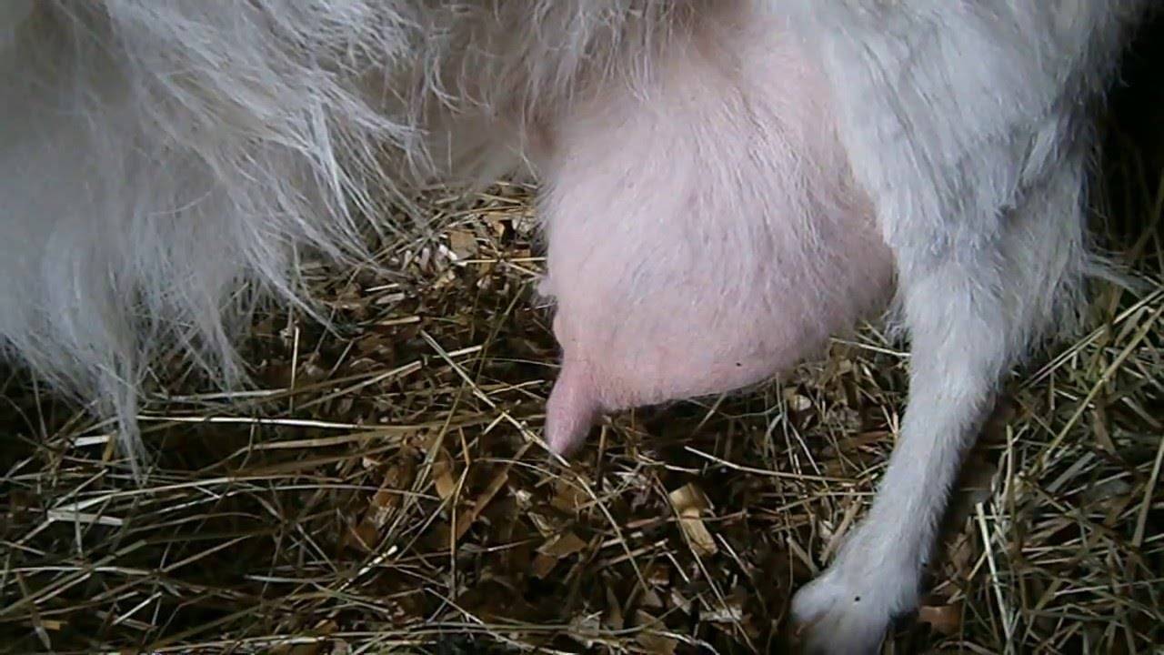 Кормление коз — чем кормить и что опасно для козы