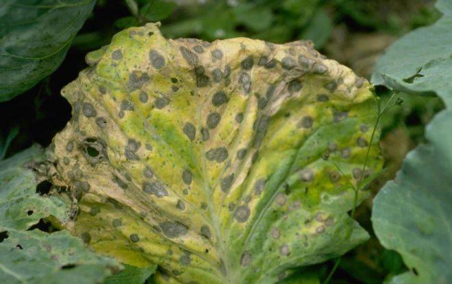 5 причин, почему у декабриста краснеют листья. как вернуть шлюмбергере здоровый цвет?