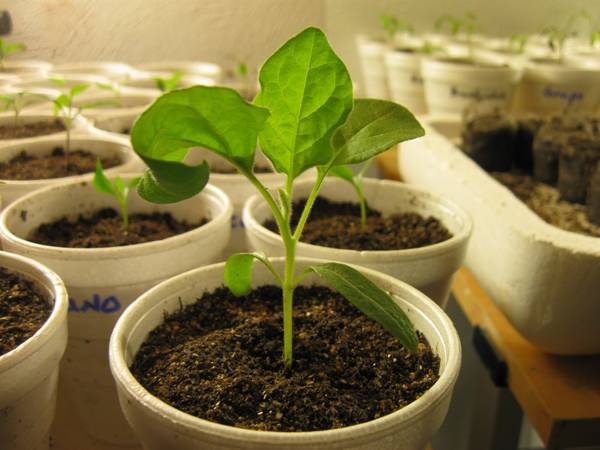 Выращиваем рассаду баклажанов в домашних условиях