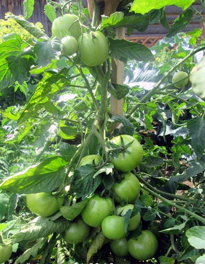 5 правил, чтобы вырастить крупные томаты