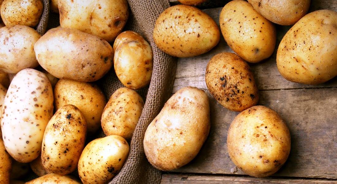 Описание сорта картофеля елизавета, особенности выращивания и ухода