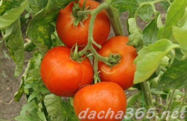Нарядный сорт без недостатков — томат «алые свечи» : описание и фото