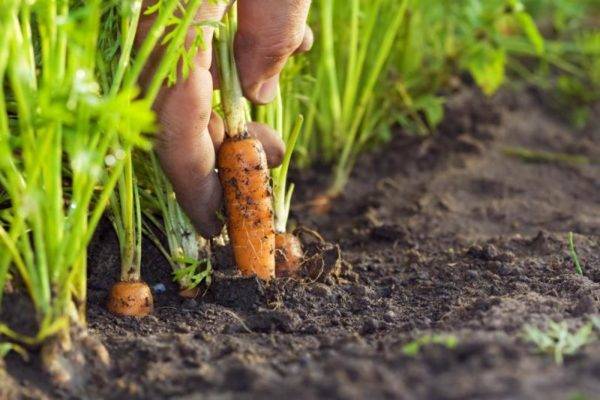 Как правильно сажать морковь – от подготовки почвы и семян до первых всходов