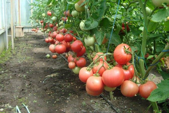 Проверенный сорт салатного типа — томат старосельский : описание, фото, рекомендации по уходу