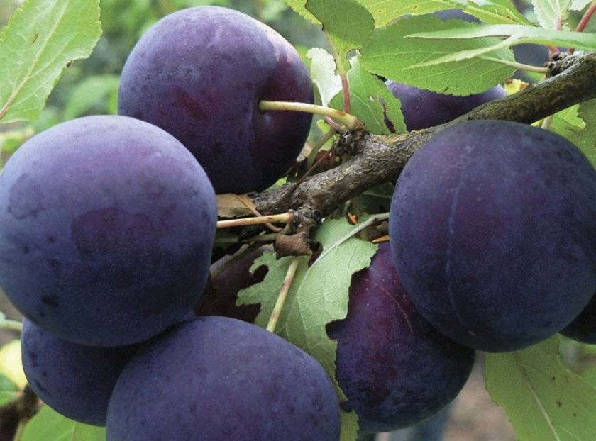 Характеристики и описание вишни сорта Добрая, достоинства и недостатки