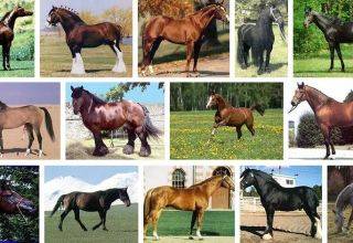 Самые дорогие лошади в мире: цены и имена