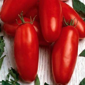 Универсальные помидоры для всех регионов россии — томат «банан красный»: описание сорта и фото