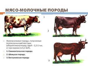 Описание и характеристика коров бестужевской породы, правила содержания