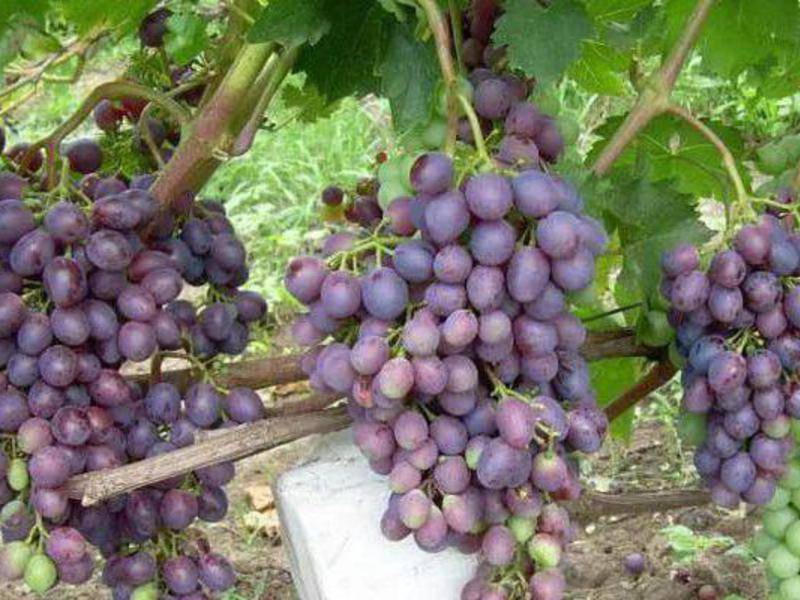 Описание и характеристики винограда сорта краса никополя, посадка и уход