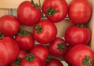 Характеристика сорта томата Солероссо, его урожайность