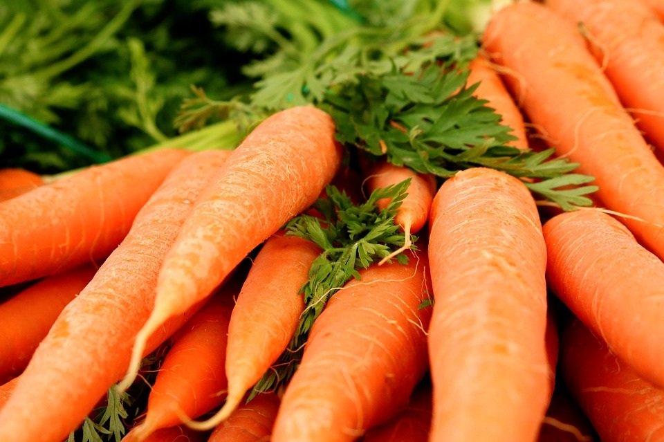 5 этапов обработки моркови керосином. избавляемся от сорняков