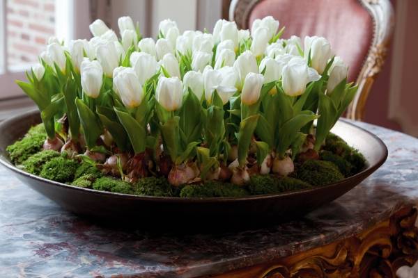 Чем подкормить тюльпаны весной - удобреня для быстрого роста и пышного цветения