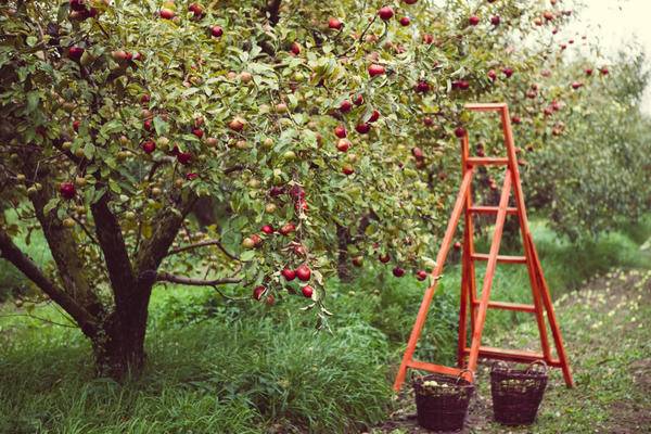 Как посадить яблоню