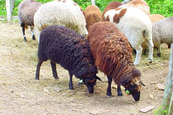 Особенности разведения овец для начинающих — подготовка, уход в домашних условиях, советы