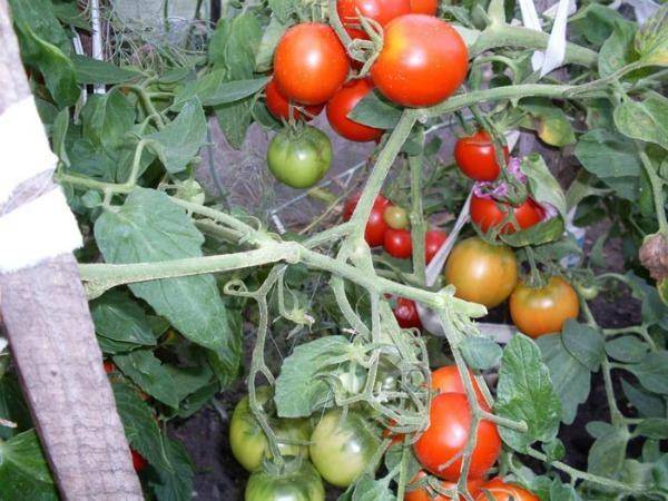 Описание и характеристика сорта помидоров алсу