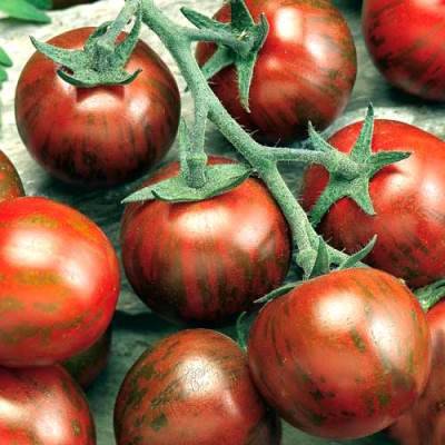 Характеристика и описание сорта томата Полосатый рейс, отзывы огородников