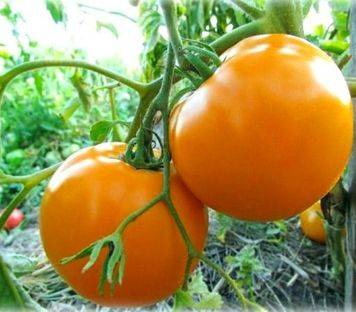 Томат эйджен f1: характеристика сорта и особенности его выращивания