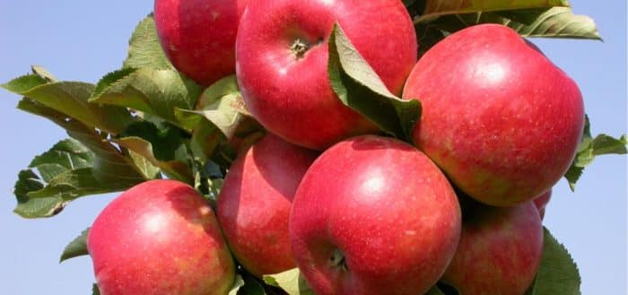 Яблоня гала: описание и характеристики сорта, разновидности, выращивание и уход