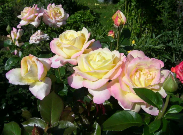 Чайно-гибридная красавица глория дей — самая популярная роза xx века