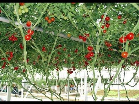 Характеристика и описание помидорного дерева спрут