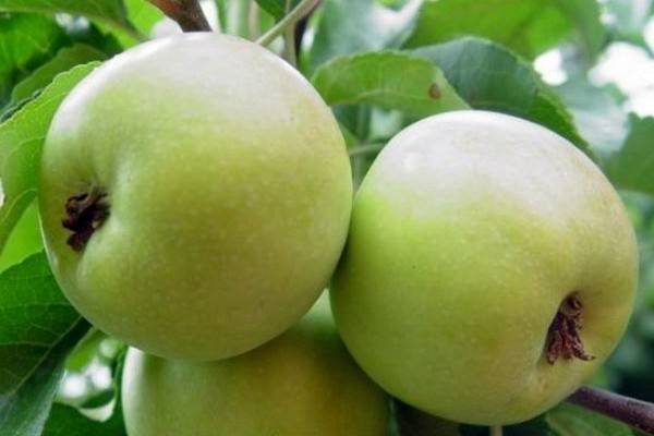 Яблоня уэлси: особенности сорта и ухода