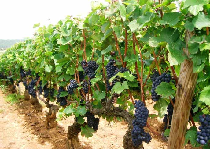 Виноград Пино Нуар: описание и особенности сорта, история и агротехника