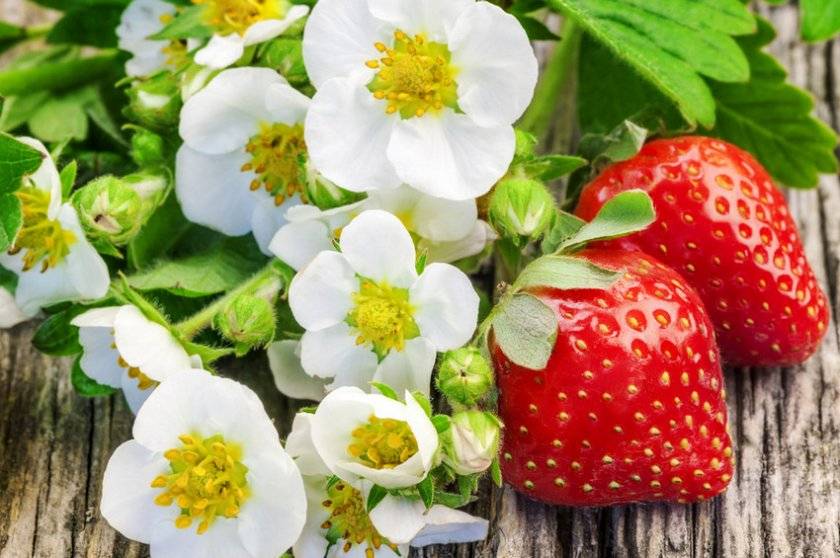 Садовая земляника сорта лорд: как вырастить ягоду с изысканным вкусом