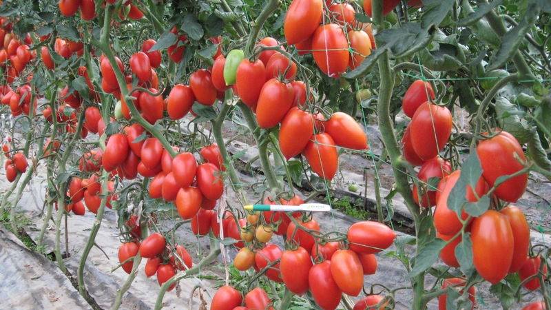 Описание сорта томата очарование, его характеристика и выращивание