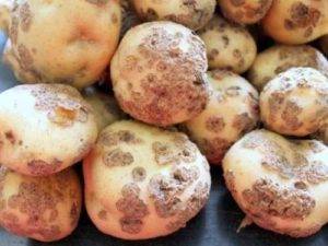 Парша картофеля – описание, симптомы, фото, методы борьбы