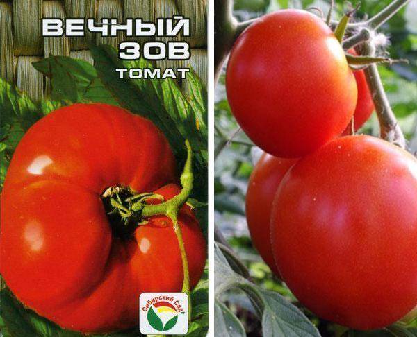 Сорт томата «вечный зов»: описание, характеристика, посев на рассаду, подкормка, урожайность, фото, видео и самые распространенные болезни томатов