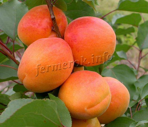 Обзор сортов абрикоса для средней полосы россии