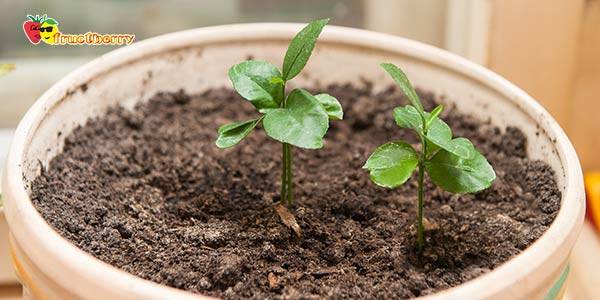 Как посадить и выращивать цитрусовые в домашних условиях из косточки