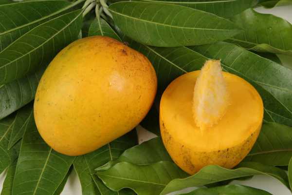 Как вырастить манго из косточки в домашних условиях: 120 фото выращивания экзотического фрукта своими руками