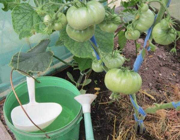 Трескаются помидоры в теплице: определяем и устраняем причины