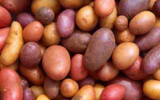 Описание ранних сортов картофеля — 20 сортов ранней картошки с фото