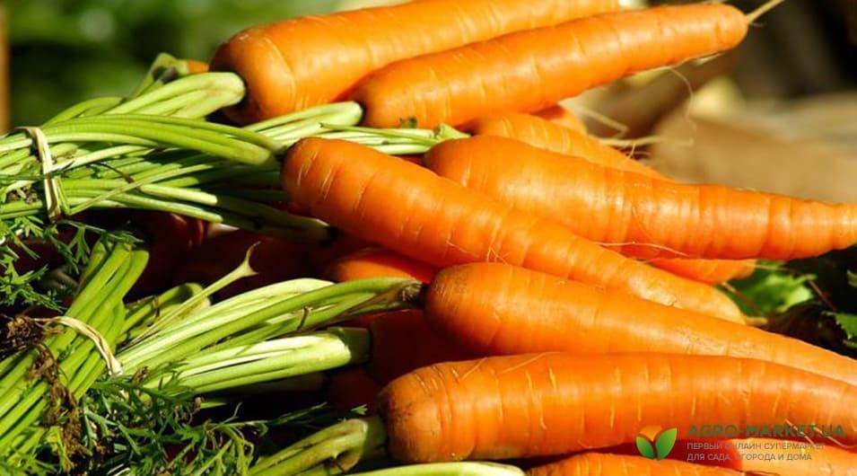 Как поливать морковь в открытом грунте