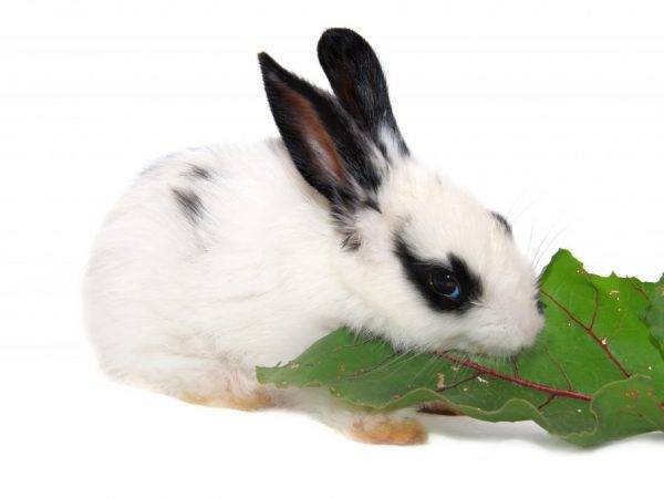 Картофель для кроликов: рассматриваем все тонкости кормления