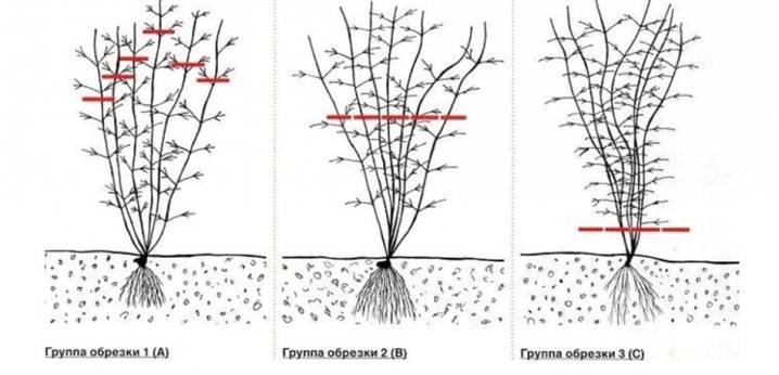 Особенности выращивания клематисов в сибири: посадка и уход, фото сортов
