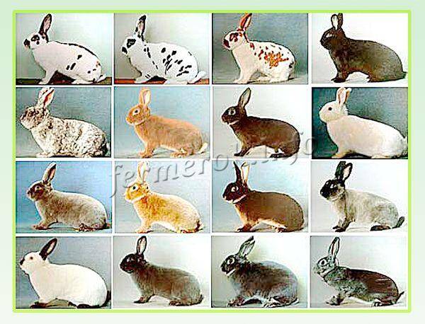 Разведение и содержание кроликов породы рекс